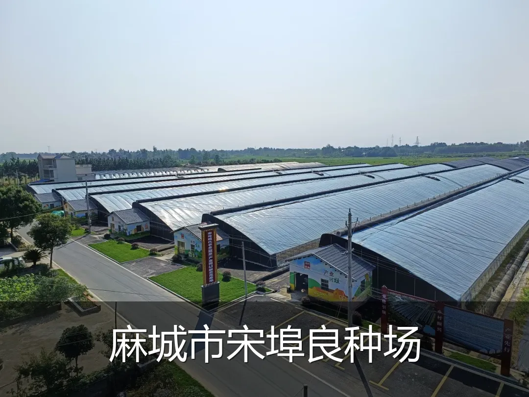 麻城市宋埠良种场