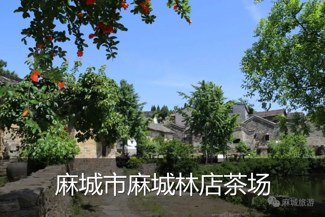 麻城市麻城林店茶场